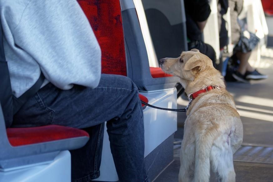 Puc viatjar amb la meva mascota al transport públic de València? Consells i recomanacions
